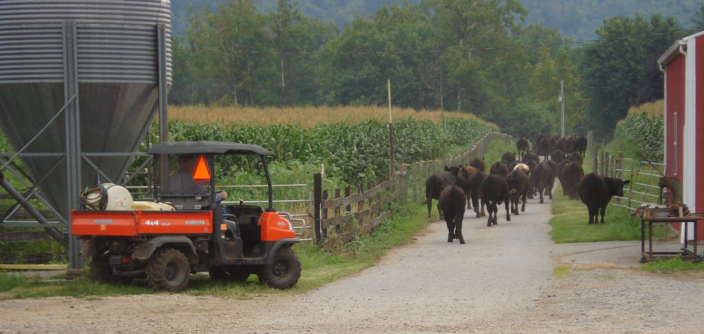 Farmer in a buggy corraling cattle