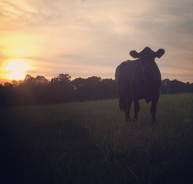 Cow standing in field at sunset