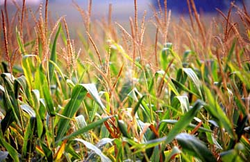 Corn Field